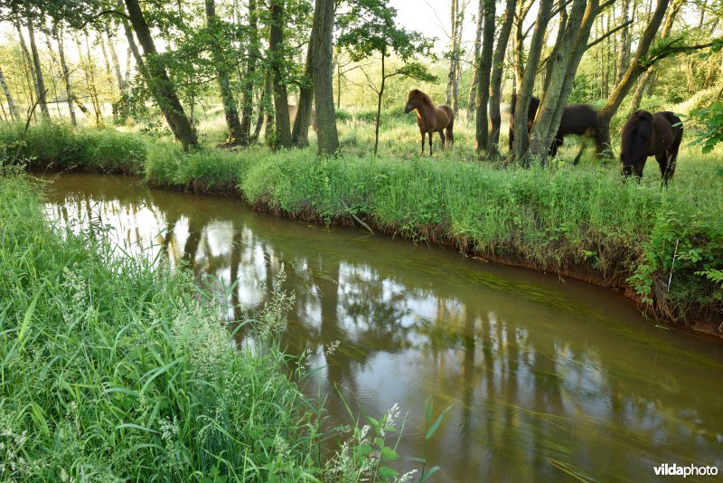 Natuurreservaat De Vennen