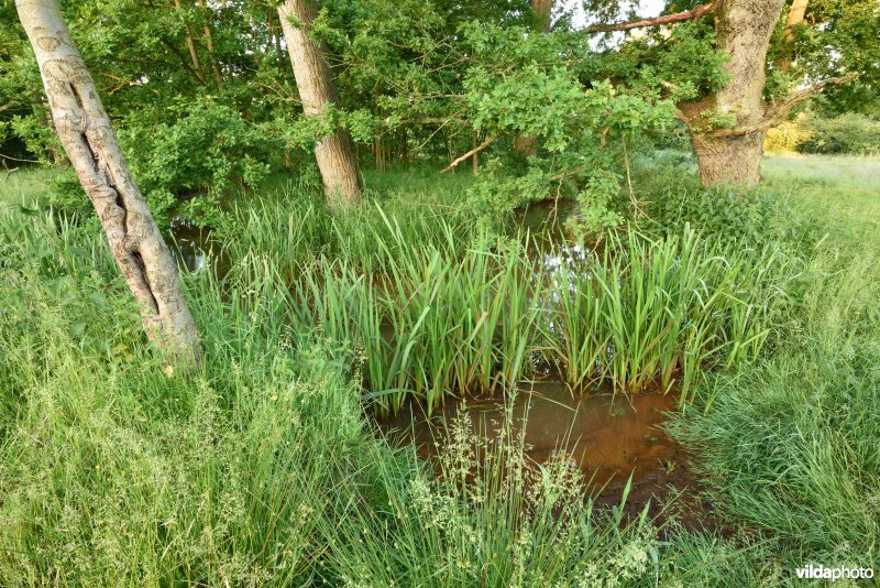 Natuurreservaat De Vennen