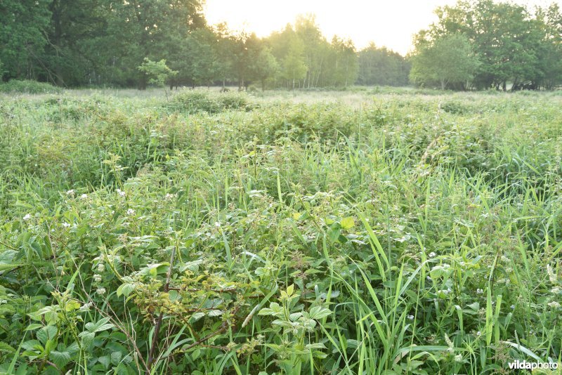 Natuurreservaat De Vennen