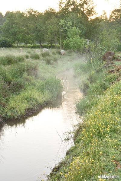 Natuurreservaat De Vennen