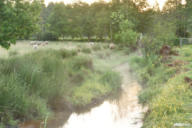 Natuurreservaat De Vennen