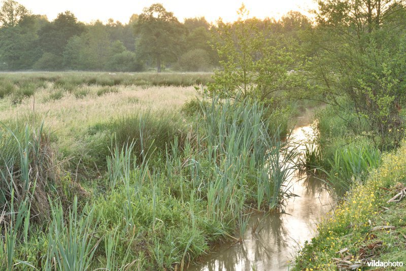 Natuurreservaat De Vennen