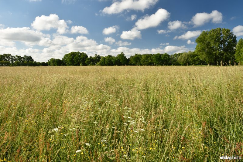 Vloeiweiden