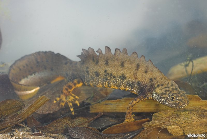 Mannetje Kamsalamander