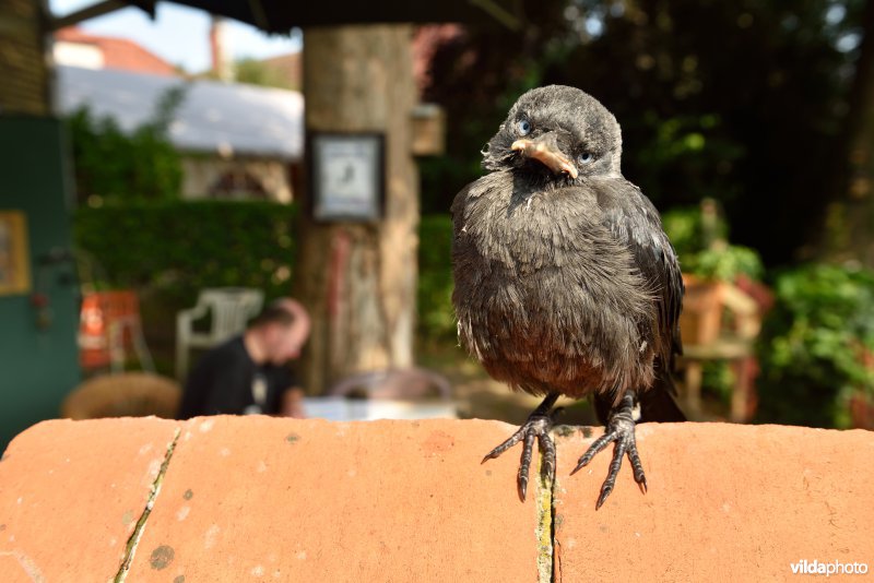 Tamme Kauw in Afsnee