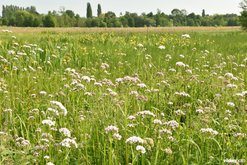 Beelaertmeersen