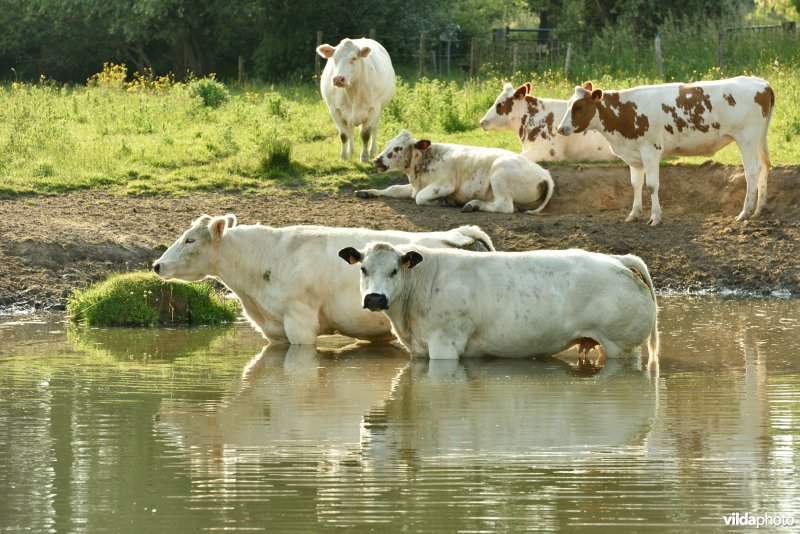 Natuurreservaat Bourgoyen