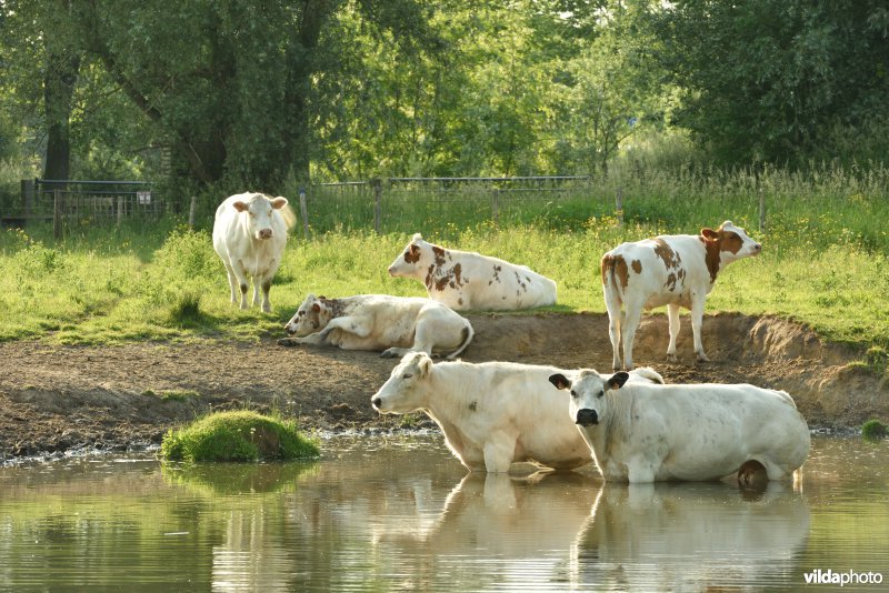 Natuurreservaat Bourgoyen