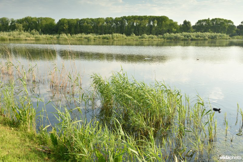 Natuurreservaat Bourgoyen