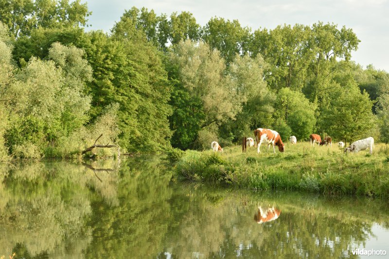 Natuurreservaat Bourgoyen