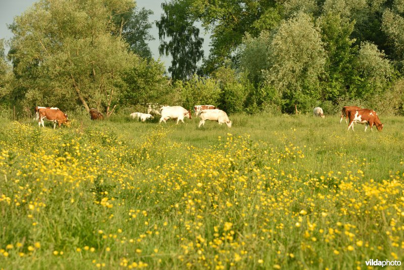 Natuurreservaat Bourgoyen