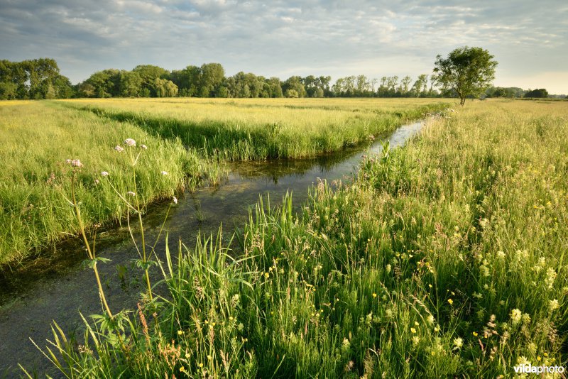 Natuurreservaat Bourgoyen