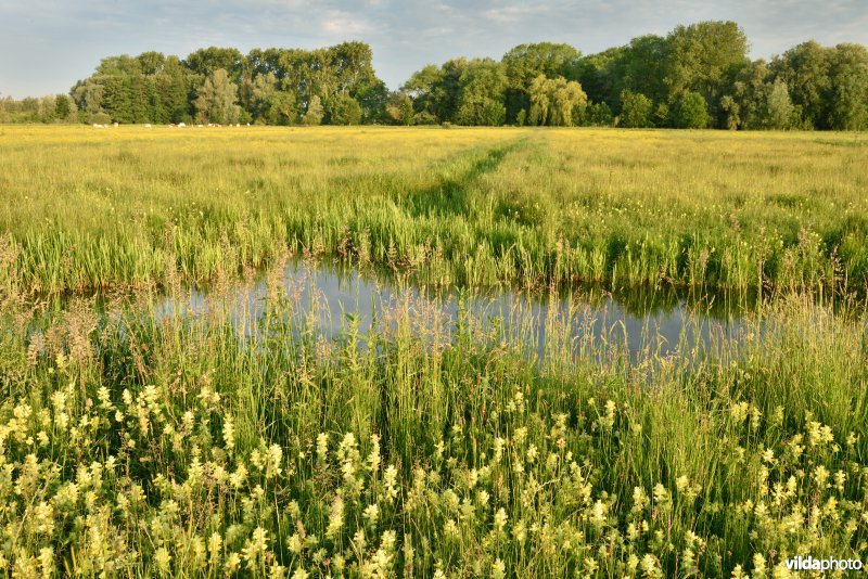 Natuurreservaat Bourgoyen