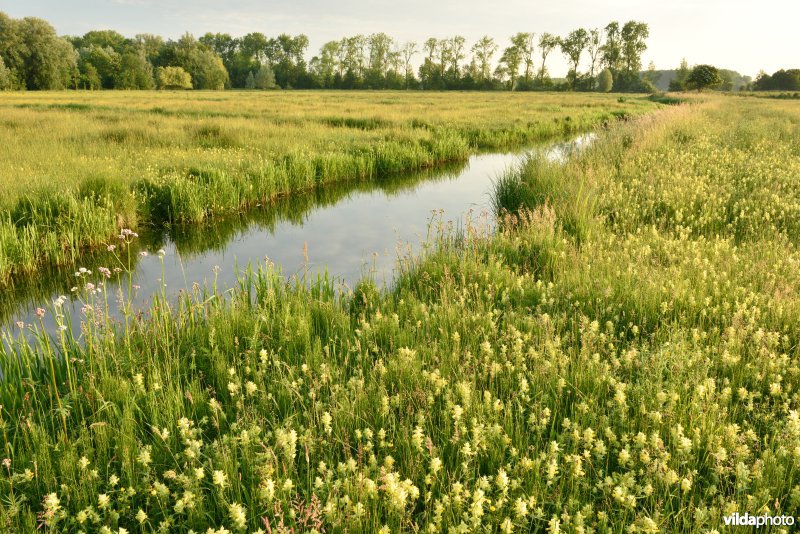 Natuurreservaat Bourgoyen