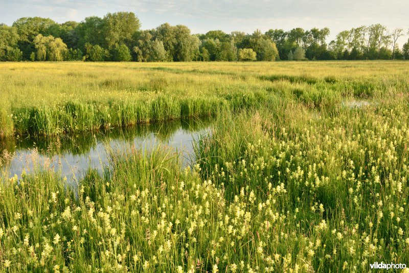 Natuurreservaat Bourgoyen