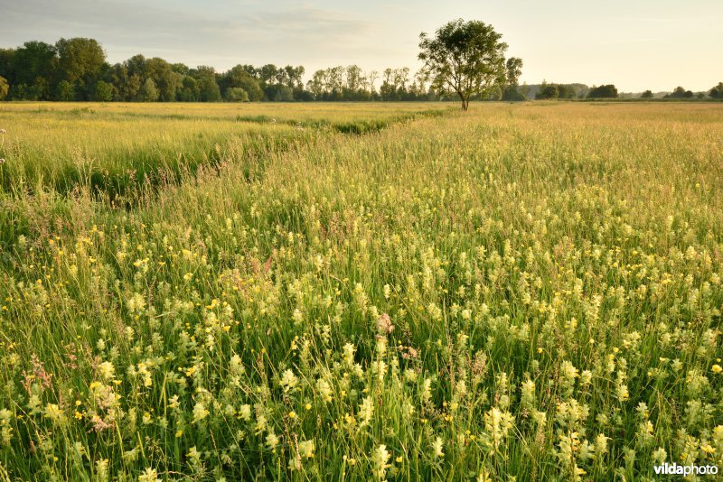 Natuurreservaat Bourgoyen