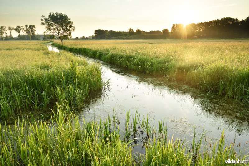 Natuurreservaat Bourgoyen