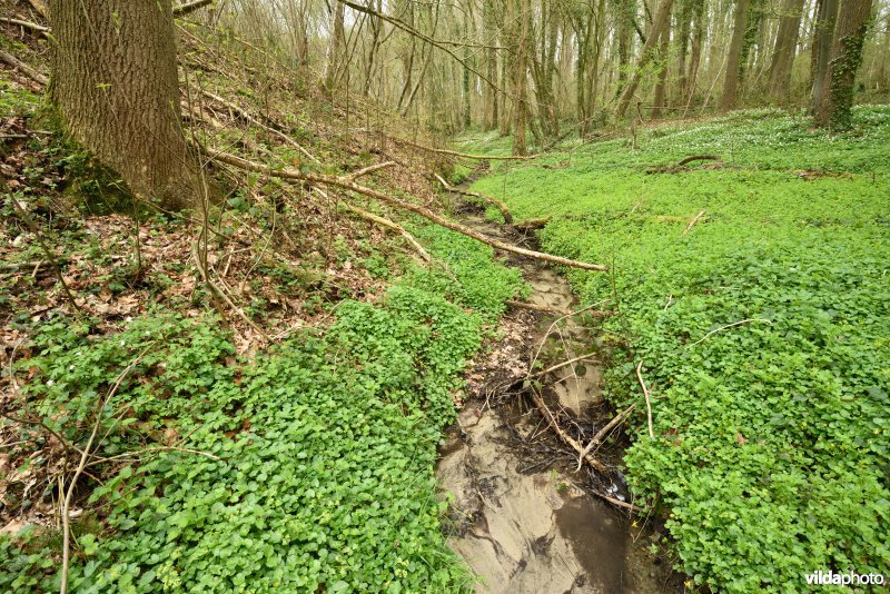 Parkbos-Uilenbroek