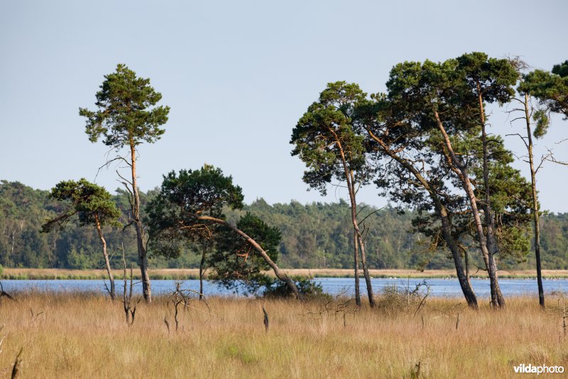 Vliegdennen