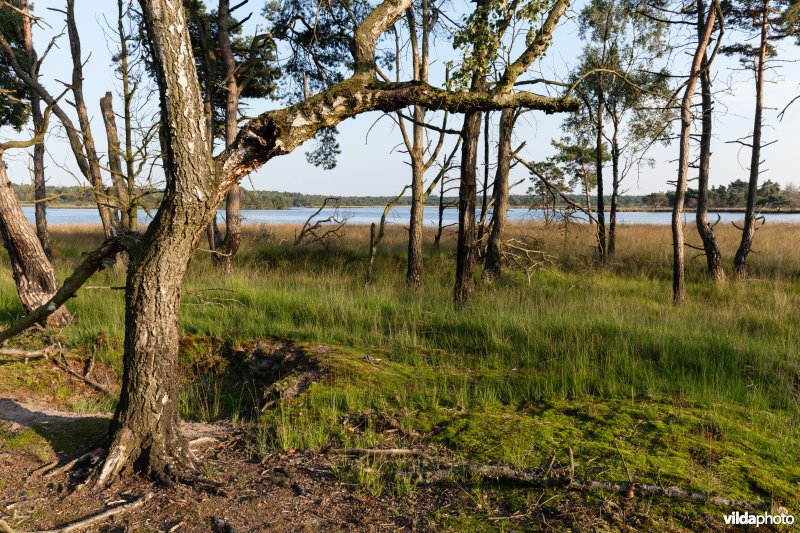 Overgang heide naar ven