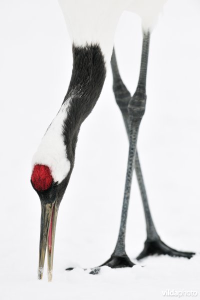 Japanse kraanvogel