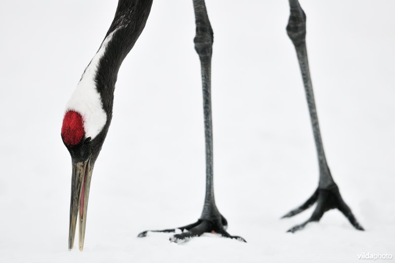 Japanse kraanvogel