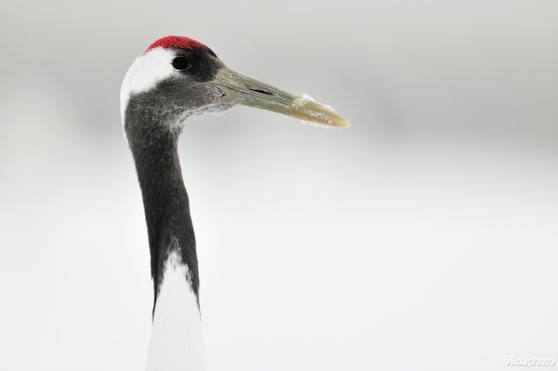 Japanse kraanvogel