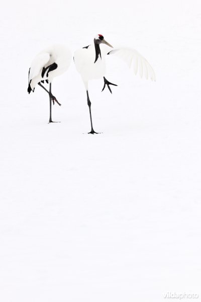 Japanse kraanvogel