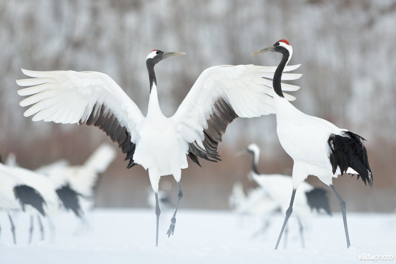 Japanse kraanvogel