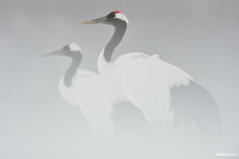 Japanse kraanvogel