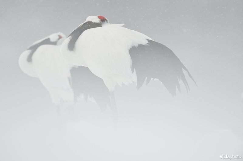 Japanse kraanvogel