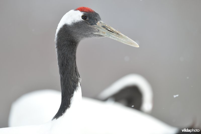 Japanse kraanvogel