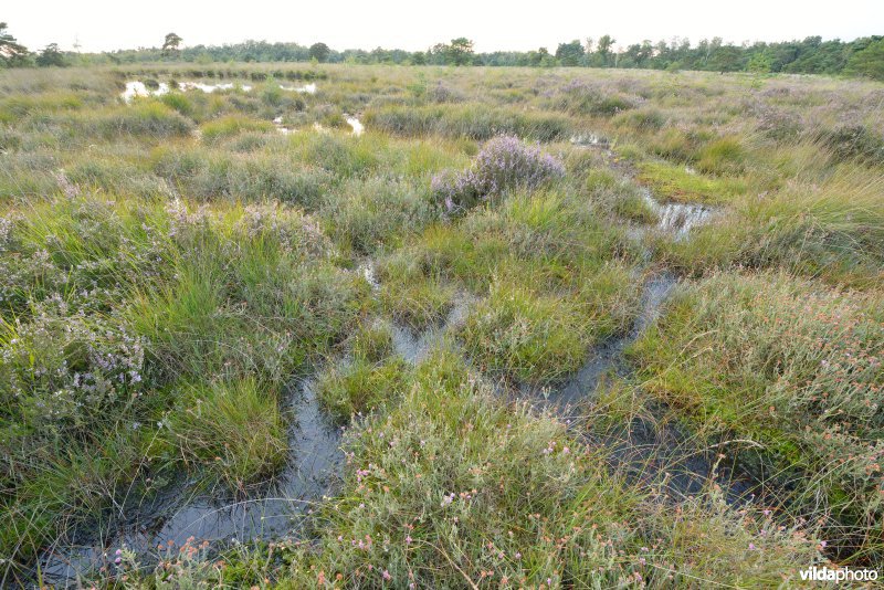 Natuurreservaat De Liereman