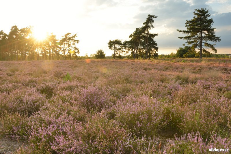 Natuurreservaat De Liereman