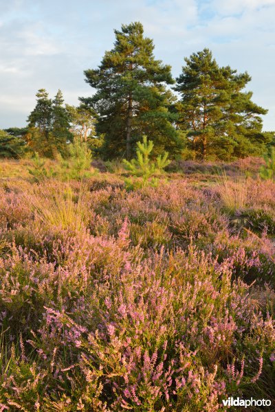 Natuurreservaat De Liereman