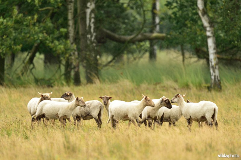Natuurgebied Turnhouts vennengebied