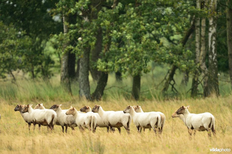 Natuurgebied Turnhouts vennengebied