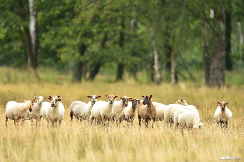 Natuurgebied Turnhouts vennengebied