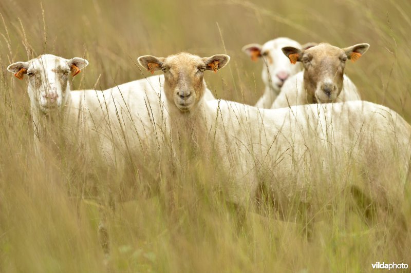 Natuurgebied Turnhouts vennengebied
