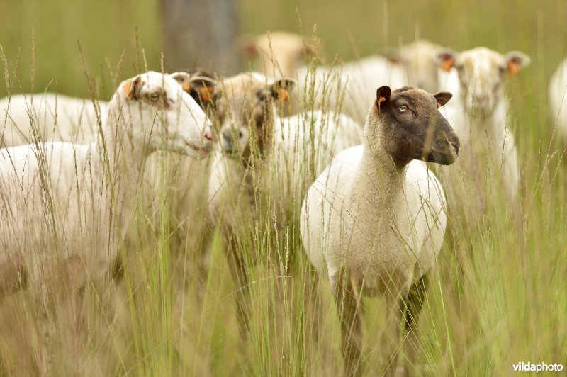 Natuurgebied Turnhouts vennengebied