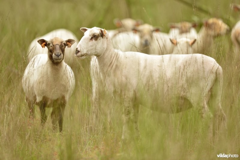 Natuurgebied Turnhouts vennengebied