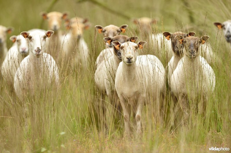 Natuurgebied Turnhouts vennengebied