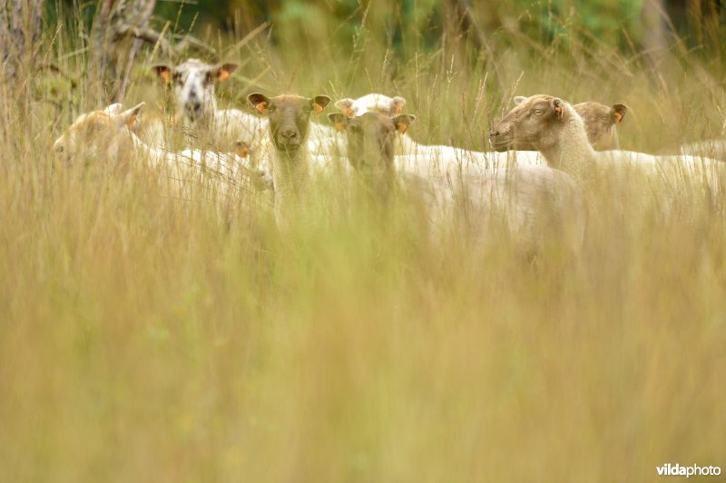 Natuurgebied Turnhouts vennengebied