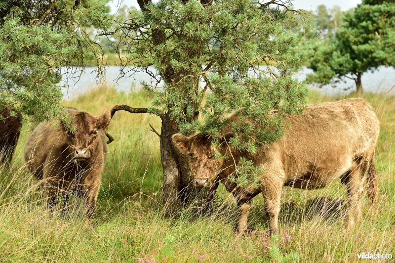 Galloway aan het Zwart water ven