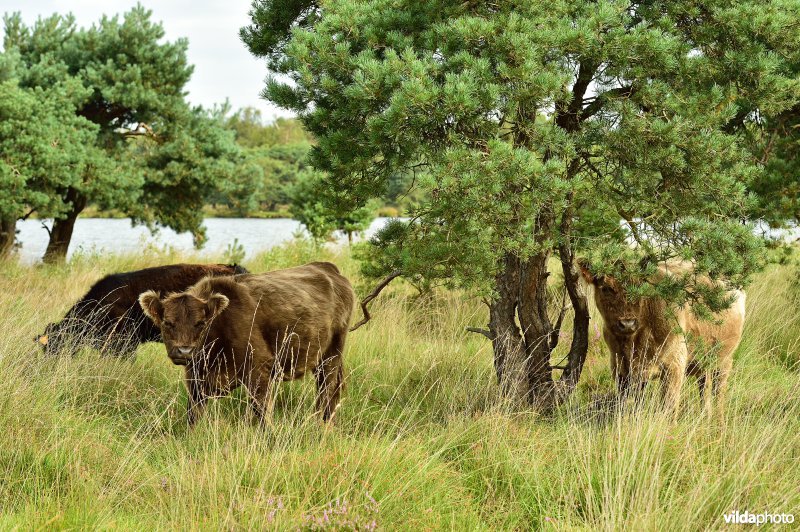 Galloway aan het Zwart water ven