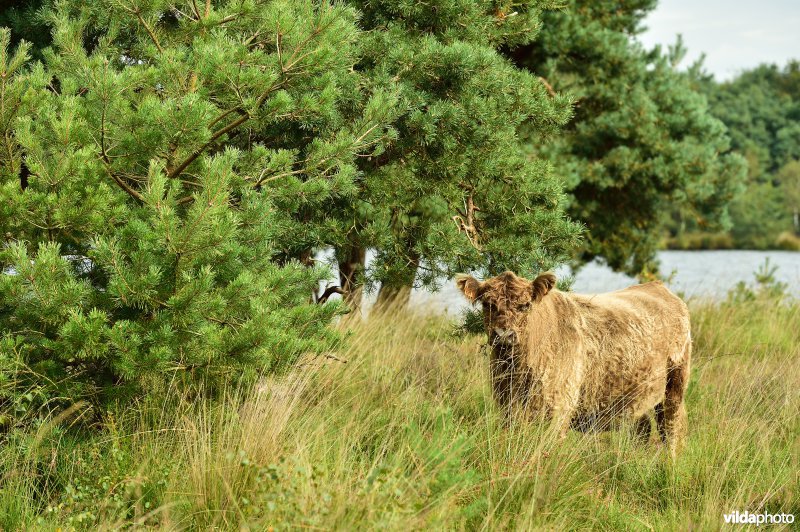 Galloway aan het Zwart water ven