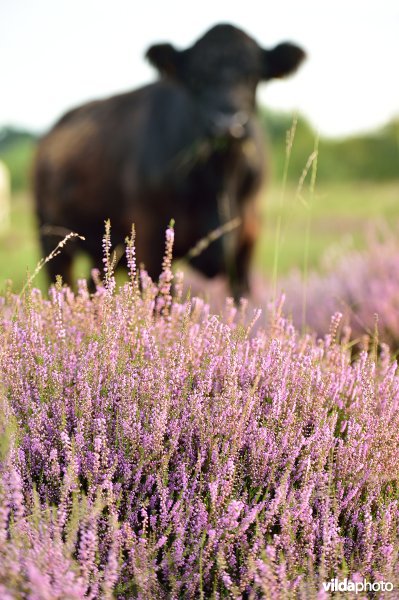 Natuurreservaat De Liereman