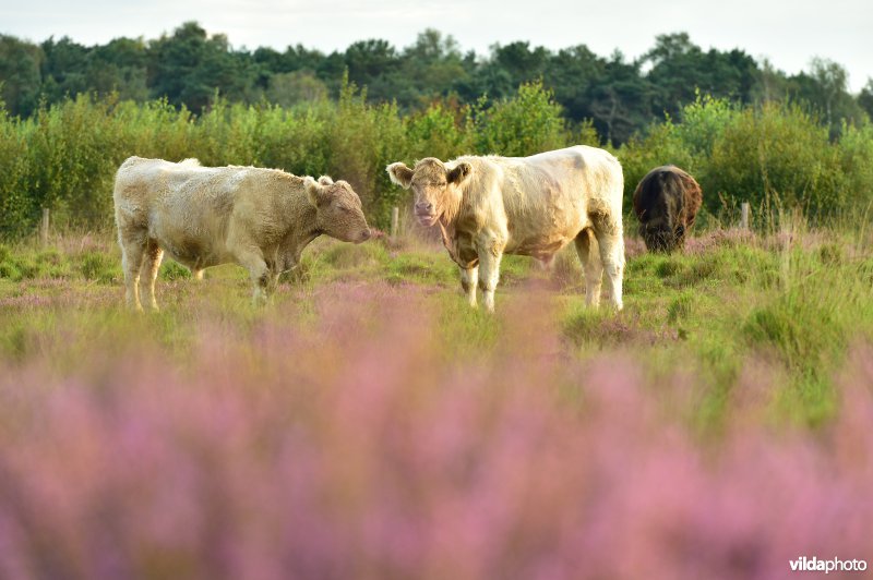 Natuurreservaat De Liereman