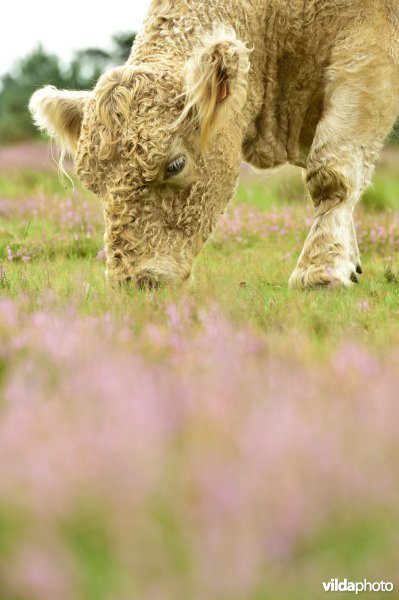 Natuurreservaat De Liereman