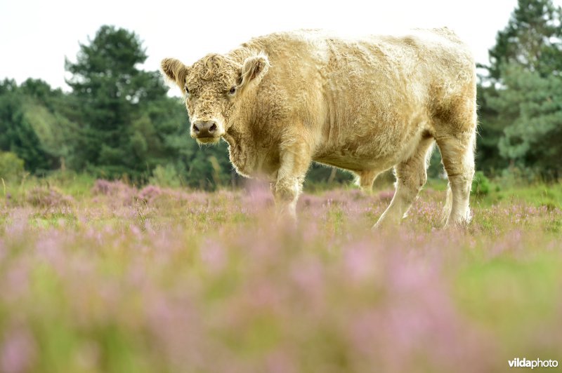 Natuurreservaat De Liereman